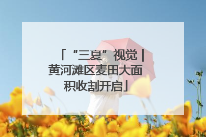 “三夏”视觉｜黄河滩区麦田大面积收割开启