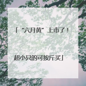 “六月黄”上市了！超小只的可按斤买