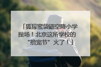 狐獴蜜袋鼯空降小学操场！北京这所学校的“撸宠节”火了！