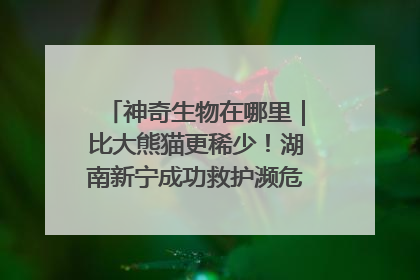 神奇生物在哪里｜比大熊猫更稀少！湖南新宁成功救护濒危鸟类海南鳽