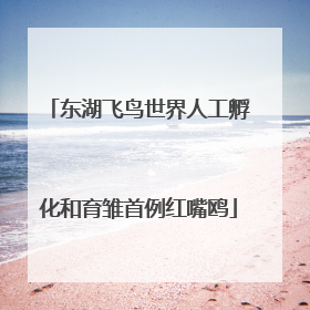 东湖飞鸟世界人工孵化和育雏首例红嘴鸥
