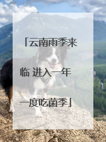 云南雨季来临 进入一年一度吃菌季