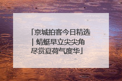 京城拍客今日精选｜蜻蜓早立尖尖角 尽赏夏荷气度华