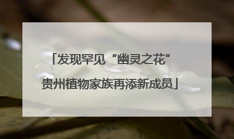 发现罕见“幽灵之花” 贵州植物家族再添新成员