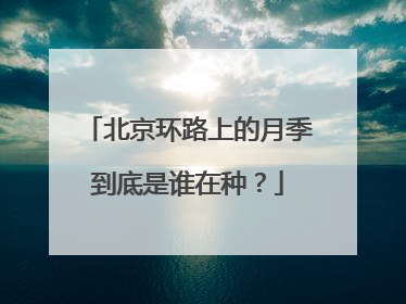 北京环路上的月季到底是谁在种？
