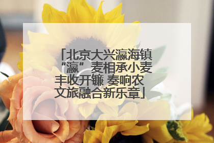 北京大兴瀛海镇“瀛”麦相承小麦丰收开镰 奏响农文旅融合新乐章