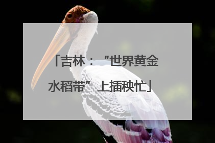 吉林：“世界黄金水稻带”上插秧忙