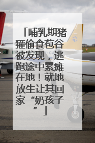 哺乳期猪獾偷食苞谷被发现，逃跑途中累瘫在地！就地放生让其回家“奶孩子”