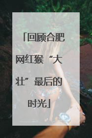 回顾合肥网红猴“大壮”最后的时光