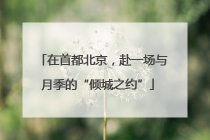 在首都北京，赴一场与月季的“倾城之约”