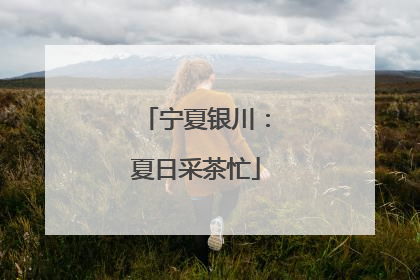 宁夏银川：夏日采茶忙