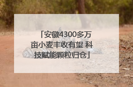 安徽4300多万亩小麦丰收有望 科技赋能颗粒归仓