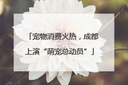 宠物消费火热，成都上演“萌宠总动员”