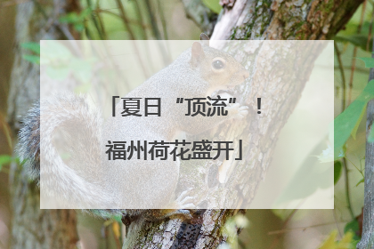 夏日“顶流”！福州荷花盛开
