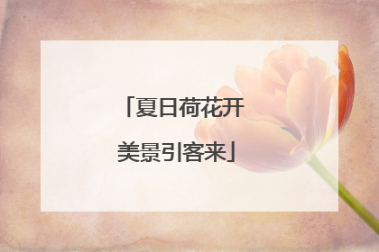 夏日荷花开 美景引客来