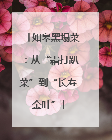 如皋黑塌菜：从“霜打趴菜”到“长寿金叶”