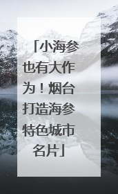 小海参也有大作为！烟台打造海参特色城市名片