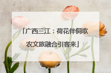 广西三江：荷花伴侗歌 农文旅融合引客来