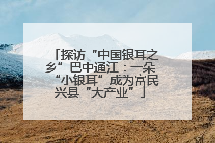 探访“中国银耳之乡”巴中通江：一朵“小银耳”成为富民兴县“大产业”