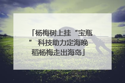 杨梅树上挂“宝瓶” 科技助力定海晚稻杨梅走出海岛