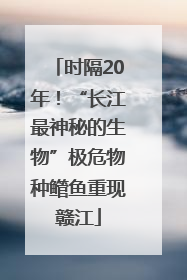 时隔20年！“长江最神秘的生物”极危物种鳤鱼重现赣江