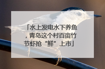 水上发电水下养鱼，青岛这个村百亩竹节虾抢“鲜”上市