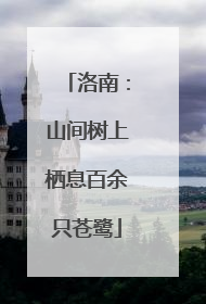 洛南：山间树上栖息百余只苍鹭