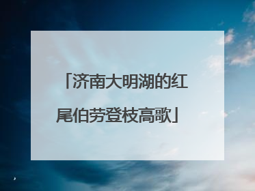 济南大明湖的红尾伯劳登枝高歌