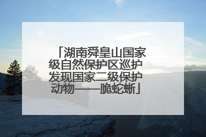 湖南舜皇山国家级自然保护区巡护发现国家二级保护动物——脆蛇蜥