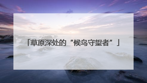 草原深处的“候鸟守望者”