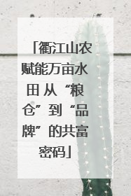 衢江山农赋能万亩水田 从“粮仓”到“品牌”的共富密码