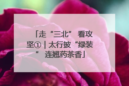 走“三北” 看攻坚①｜太行披“绿装” 连翘药茶香