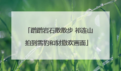 蹭蹭岩石散散步 祁连山拍到雪豹和豺撒欢画面