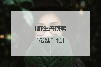 野生丹顶鹤“带娃”忙