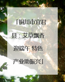 铜川市宜君县：艾草飘香迎端午 特色产业助振兴