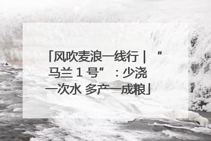 风吹麦浪一线行｜“马兰 1 号”：少浇一次水 多产一成粮