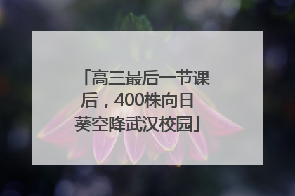 高三最后一节课后，400株向日葵空降武汉校园