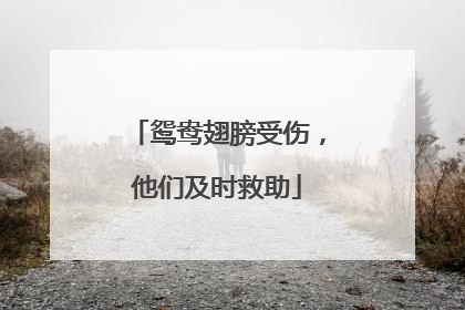鸳鸯翅膀受伤，他们及时救助
