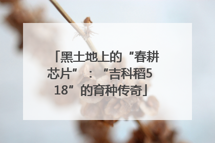 黑土地上的“春耕芯片”：“吉科稻518”的育种传奇