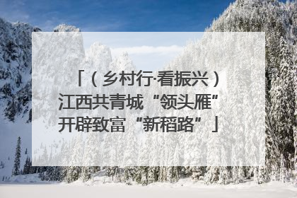 （乡村行·看振兴）江西共青城“领头雁”开辟致富“新稻路”