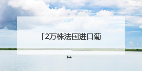 2万株法国进口葡萄苗落地青岛空港