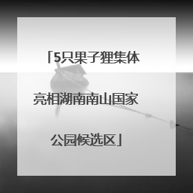 5只果子狸集体亮相湖南南山国家公园候选区